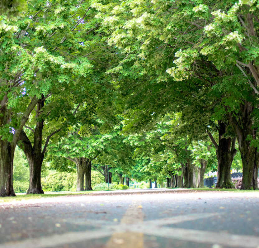 Nature image